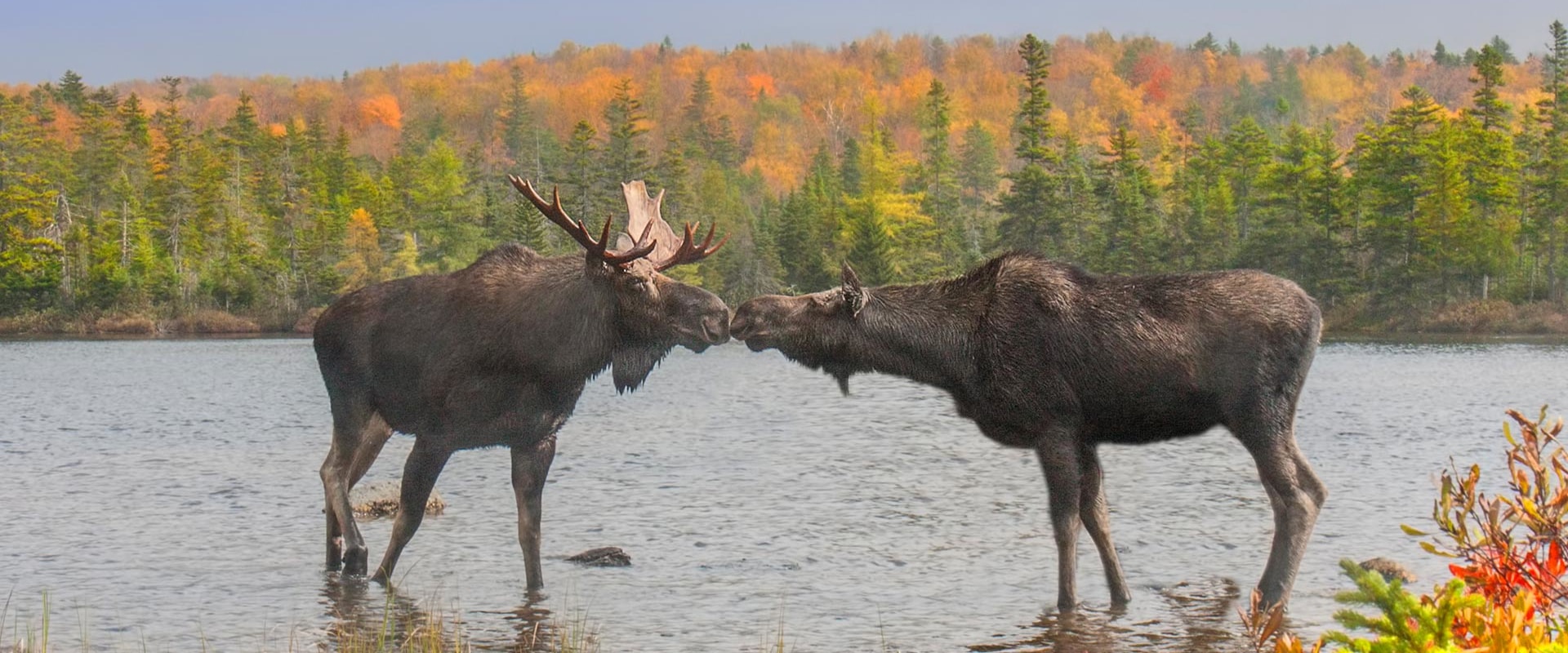 Protecting Canada's Wildlife: The Goals of Canadian Wildlife Campaigns