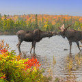 Collaborations to Support Canadian Wildlife Conservation
