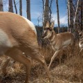 Using Technology to Reach Target Audiences in Canadian Wildlife Campaigns