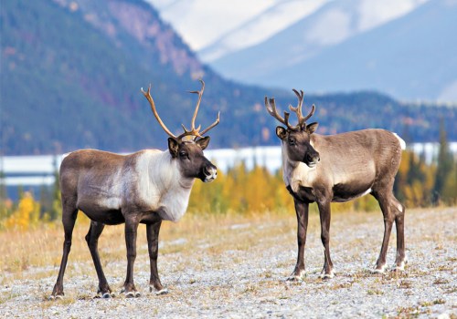Protecting Canada's Iconic Species: The Importance Of Wildlife Campaigns