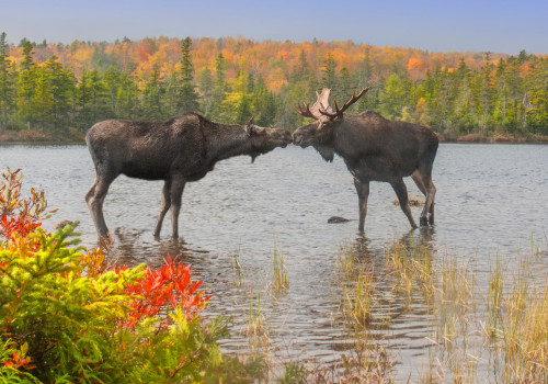 Preserving Canada's Wildlife: The Main Goals of Canadian Wildlife Campaigns