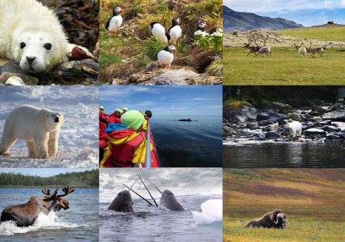 Successful Canadian Wildlife Campaigns: A Comprehensive Guide